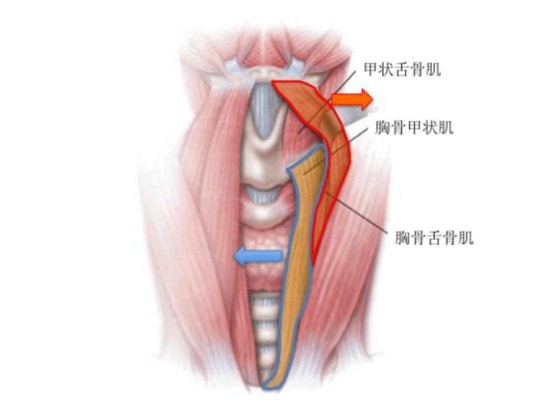 人类局部细节大概长这样:舌骨肌是长在脖子下面的一群肌肉,tips:2