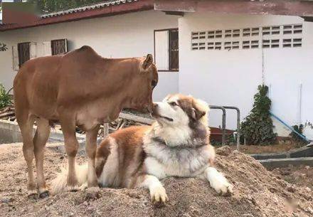 狗和牛的属相合不合图片