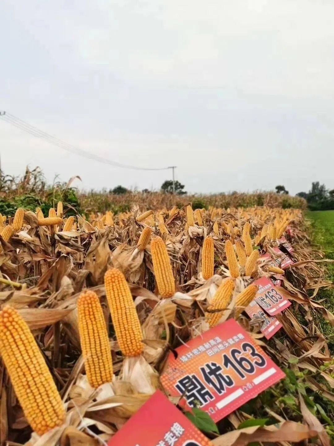 鼎优163||给你一地丰收,许你一世欢喜_品种