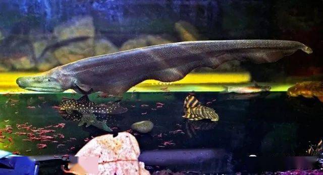 每天认识一种南美鱼|(87)黑杰克飞刀