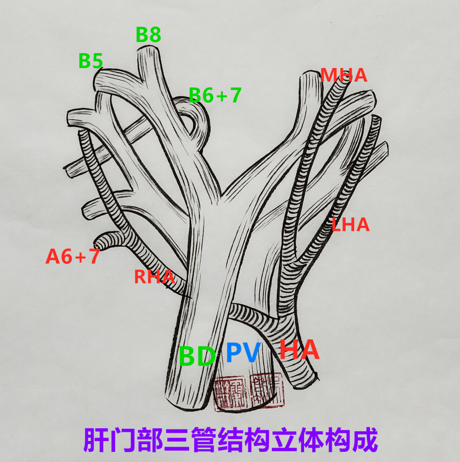解剖这样学,99%的人都不知道!