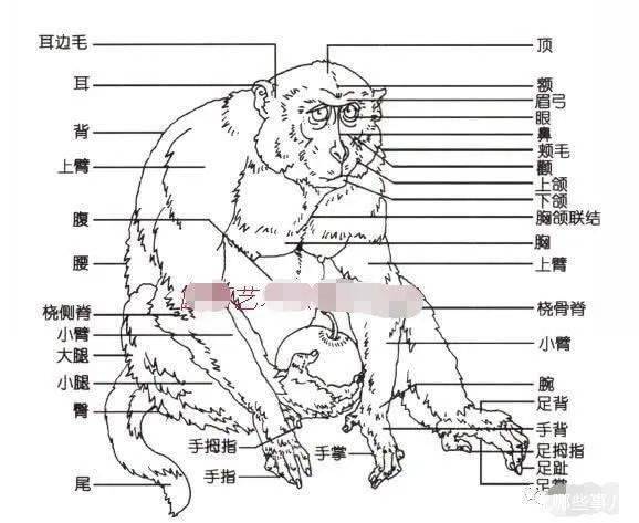 猴子的身体解剖图图片