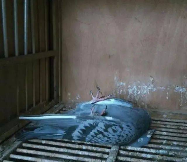 鸽声一只天落害得我20多羽鸽子几乎全灭