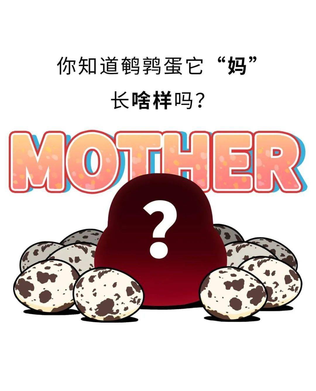 萌想文化肥志百科有空否带你认识一下鹌鹑蛋的妈妈