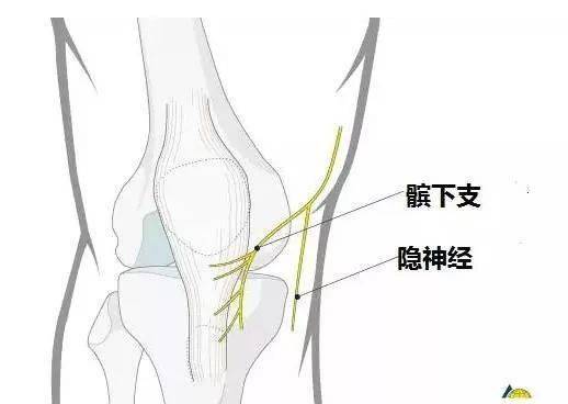 行於縫匠肌和股薄肌之間走行起自股神經,在股三角內伴股動脈外側