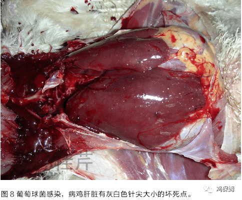 8,鸭浆膜炎