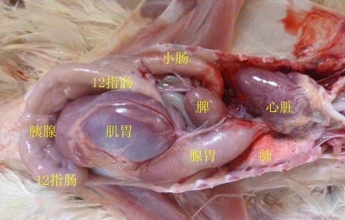 鸡内脏名称及图片大全图片