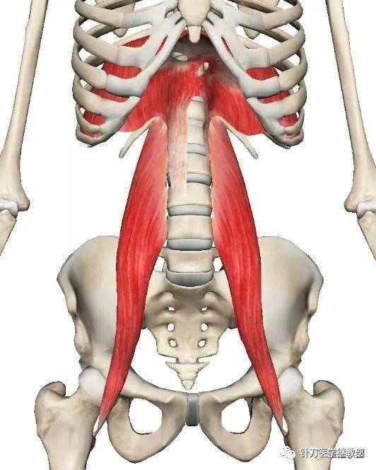 腰大肌功能解剖