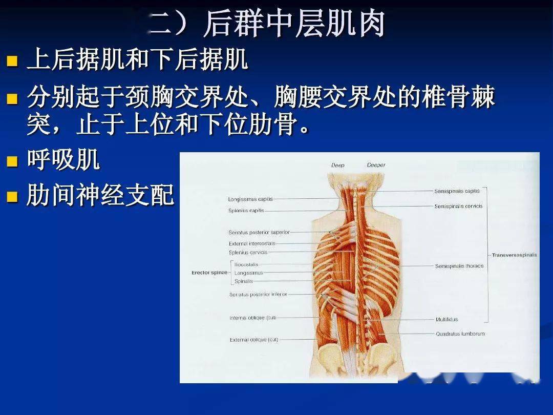 与脊柱相关的肌肉和筋膜