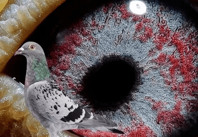 罕见珍珠鸽眼惊艳了鸽界你见过吗