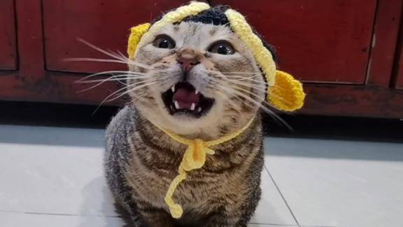 呆萌小猫咪扮演唐僧师徒四人太可爱了每一个角色都好想吸秃