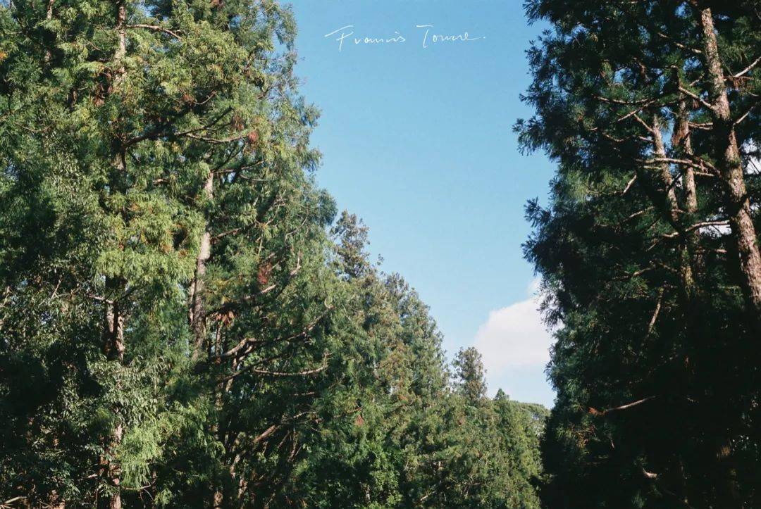 日本东京都的伏见桃山陵大台阶火遍ig,"日本最辛苦美景"实至名归!