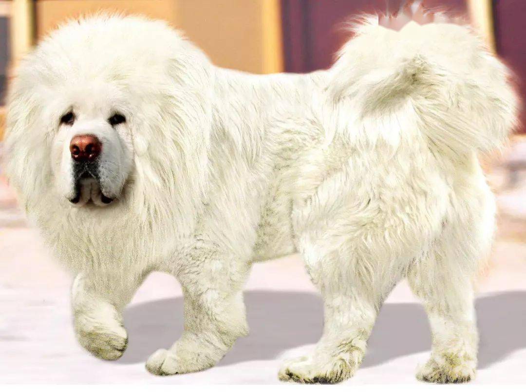 獒犬白色图片