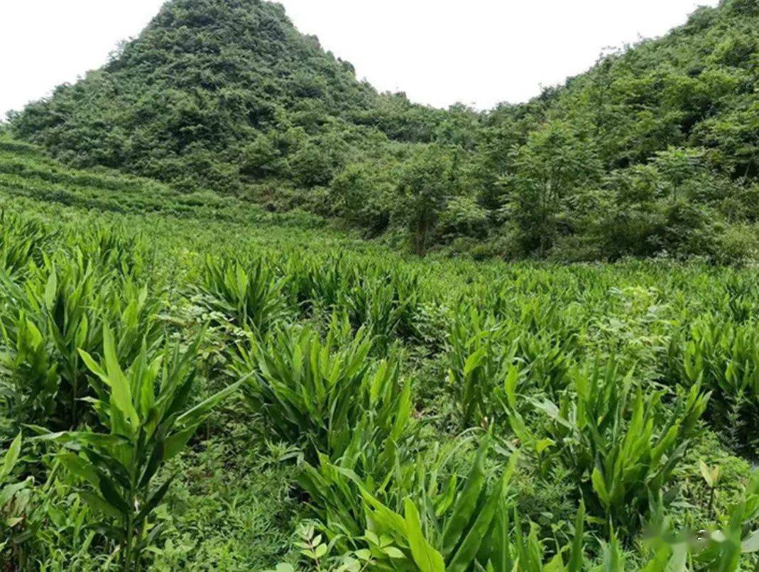 郧西舌尖上的美食洋荷姜