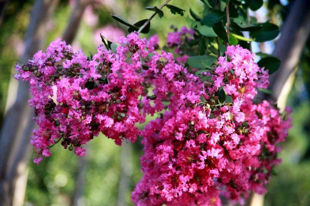 超唯美视频五脑山紫薇长廊怒放山路缤纷成花海