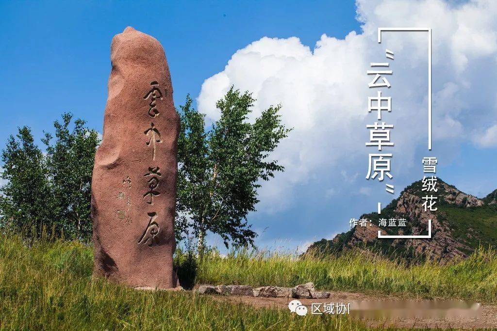 【怀来文学】散文-"云中草原"雪绒花_手机搜狐网