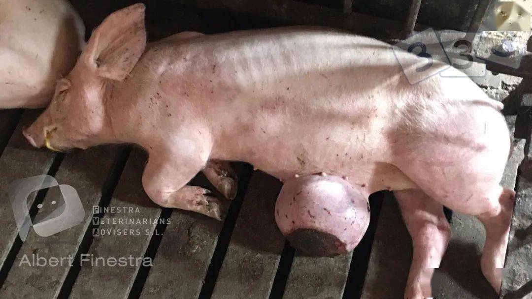猪脐疝图片图片