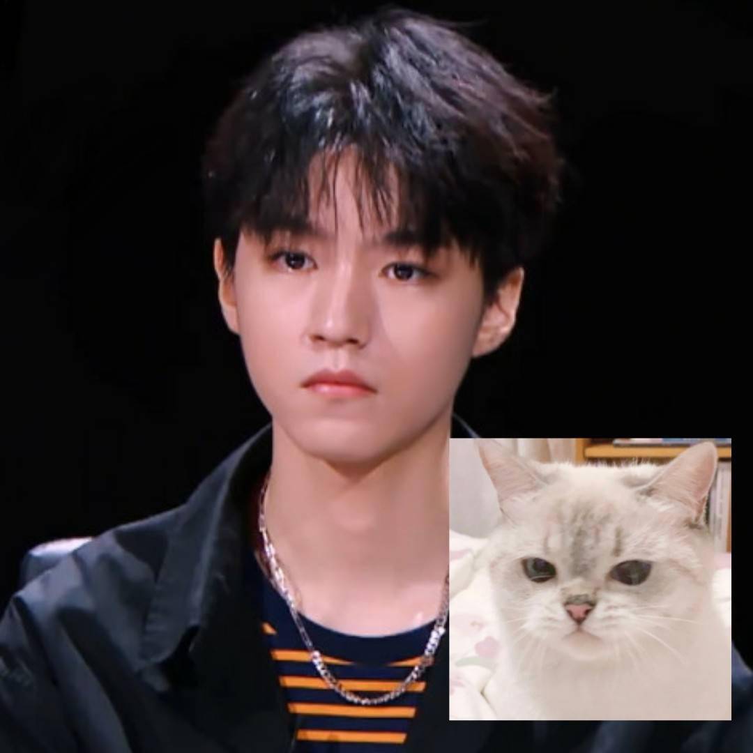 王俊凯喵系表情包合集 可爱百变的凯宝宝