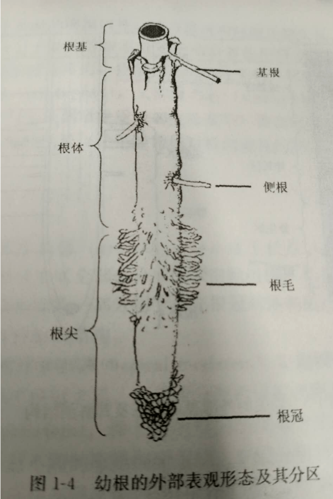 米兰花根系解剖图图片