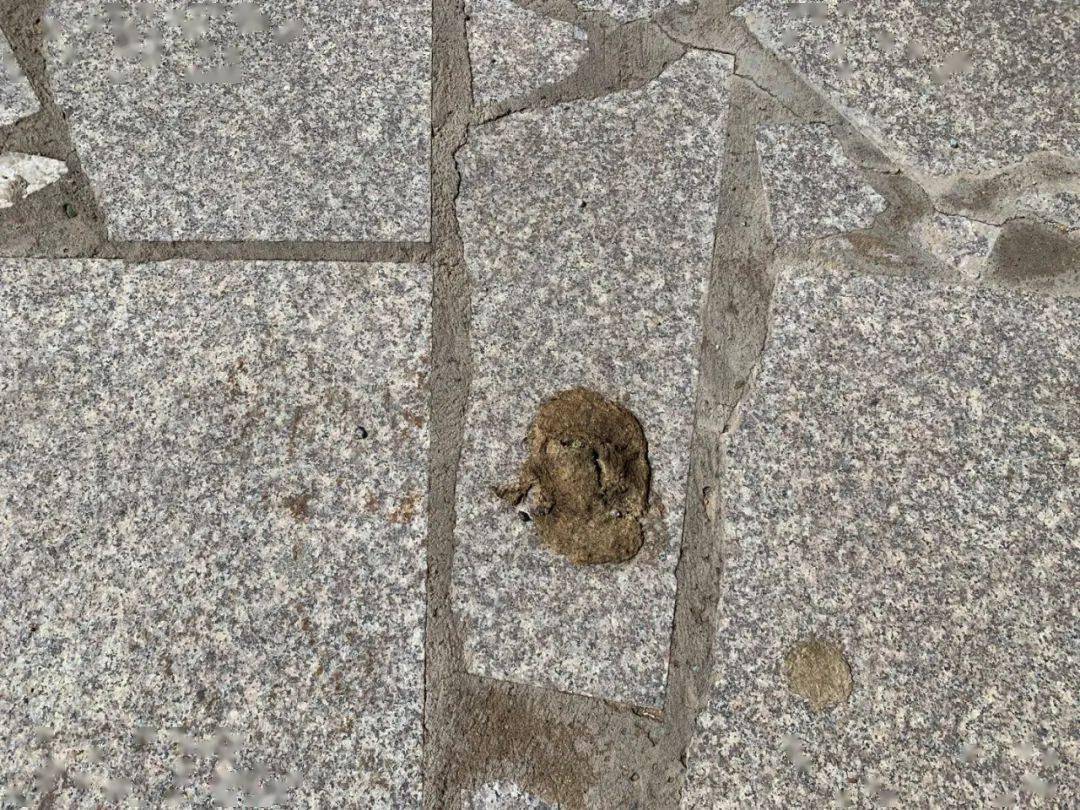 东苏不文明行为曝光台别让宠物粪便成为文明城镇的屏障四十五