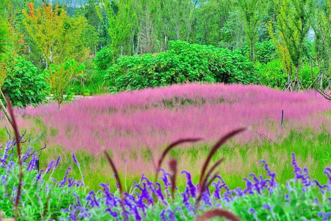 幽幽的一抹酱紫,散发着超脱世俗的无限魅力,似那初熟的少妇,浑身透着