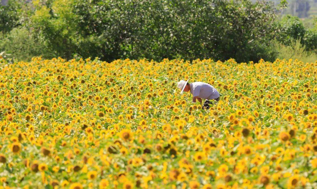汪疃镇这片向日葵花海惊艳盛开,快来打卡啦