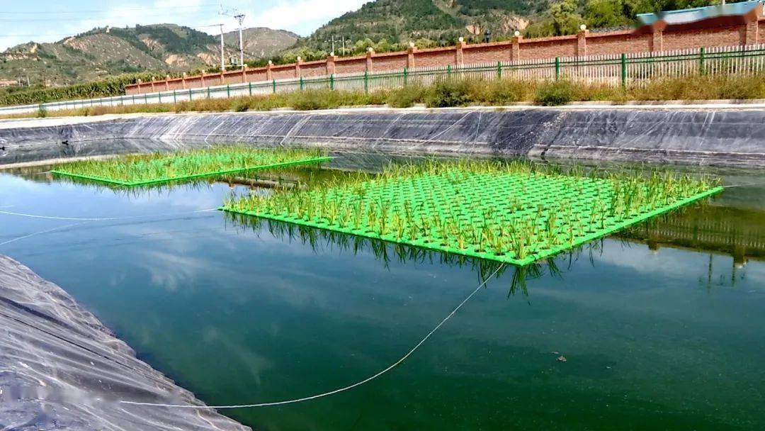 辛少波实地查看了污水处理设施运行情况,并重点了解了氧化塘生物降解