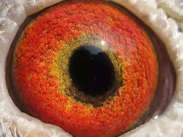 冠军鸽眼讲解判断并欣赏一次性学会鉴赏鸽眼