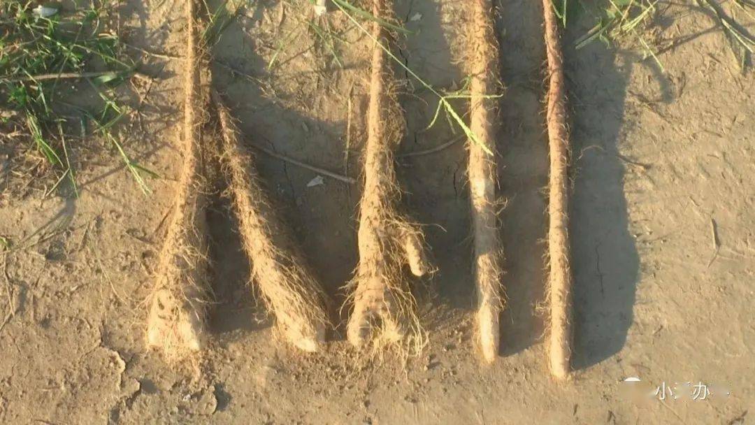 疑似用了假化肥300多亩铁棍山药长成了这幅模样
