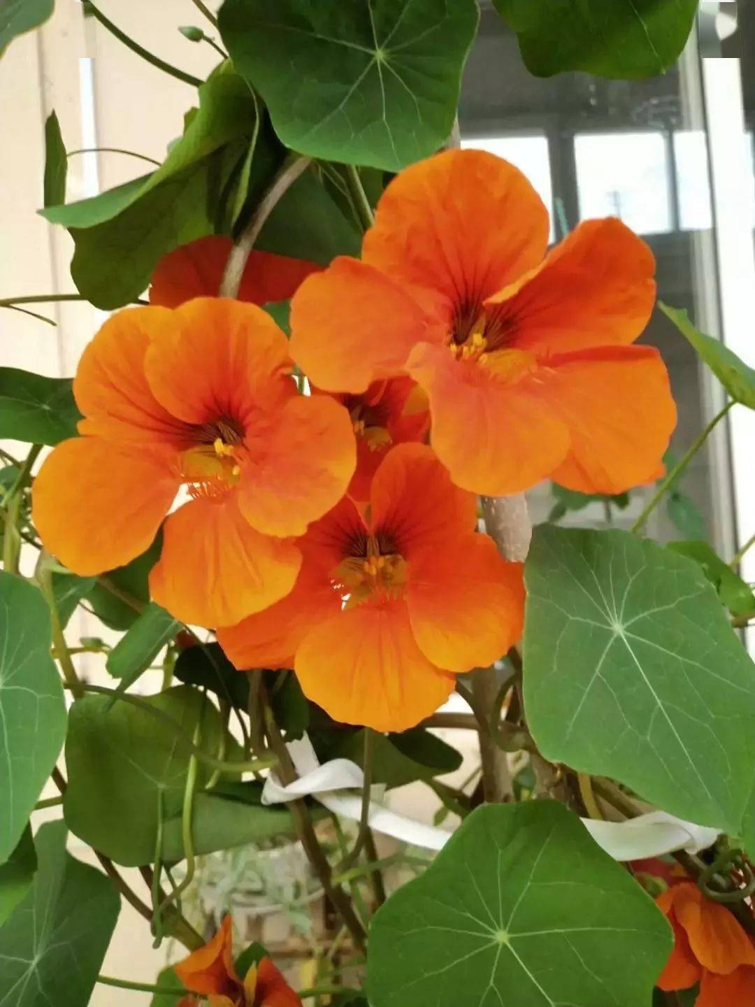 通常情况下,一棵旱金莲可同时开出几十朵花,每朵花可维持8~9天,花期不