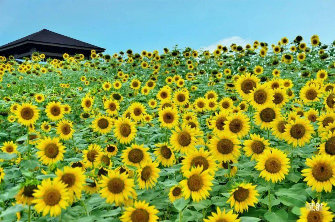 来看梦田花海新颜值!_武胜