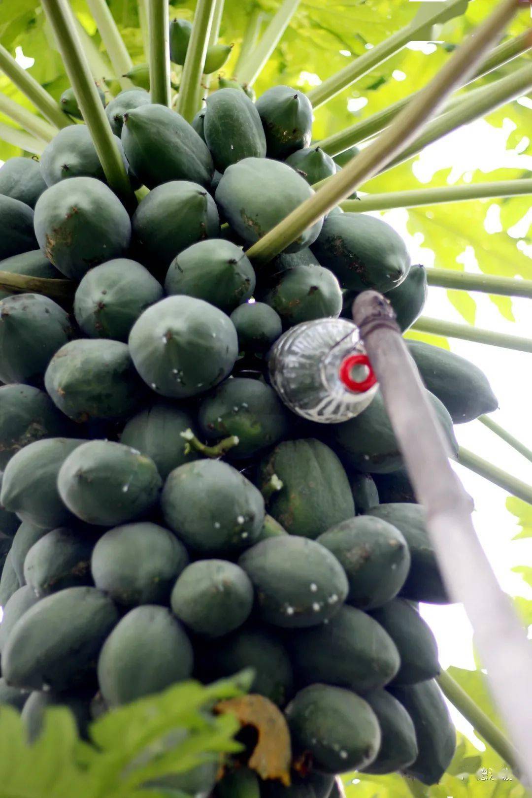 顺德寻味 摘木瓜神器