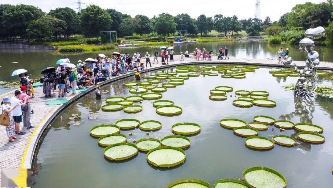 辰山植物园百变萌宝坐王莲活动加开一场报名渠道今晚8点开启