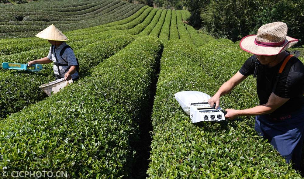 湖北保康:机械采茶促增收