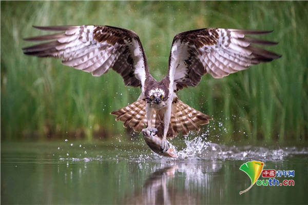苏格兰鱼鹰俯冲入水捕鱼 精彩诠释快准狠_手机搜狐网