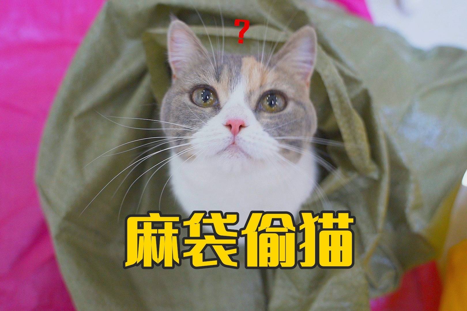 突然有人拿着麻袋来我家偷猫猫会不会被偷走