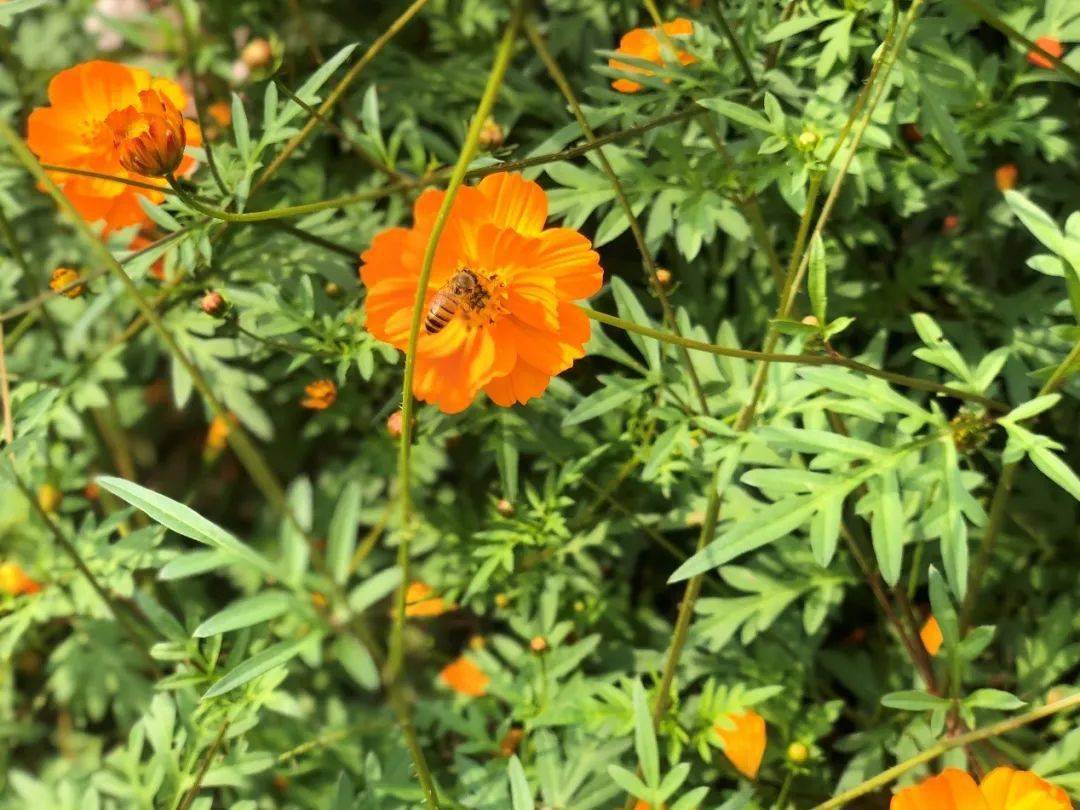 近5000平方米的金色花海带你一赏野性之美