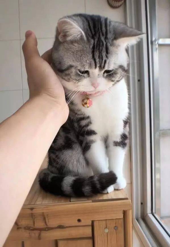 主人把手伸出去想撸猫没想到猫咪主动靠过来那一刻心被萌化了