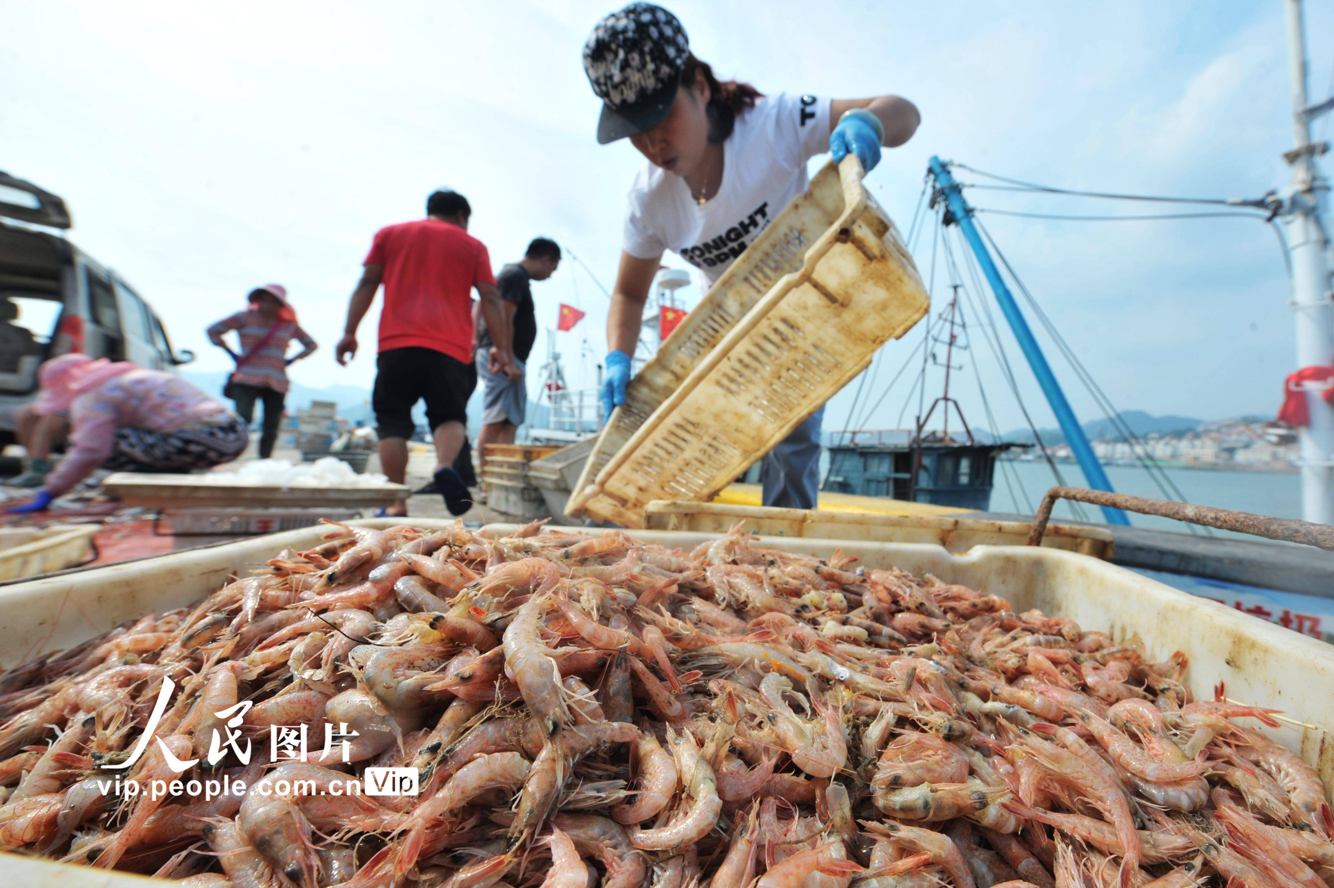 山东青岛:秋捕鱼虾丰