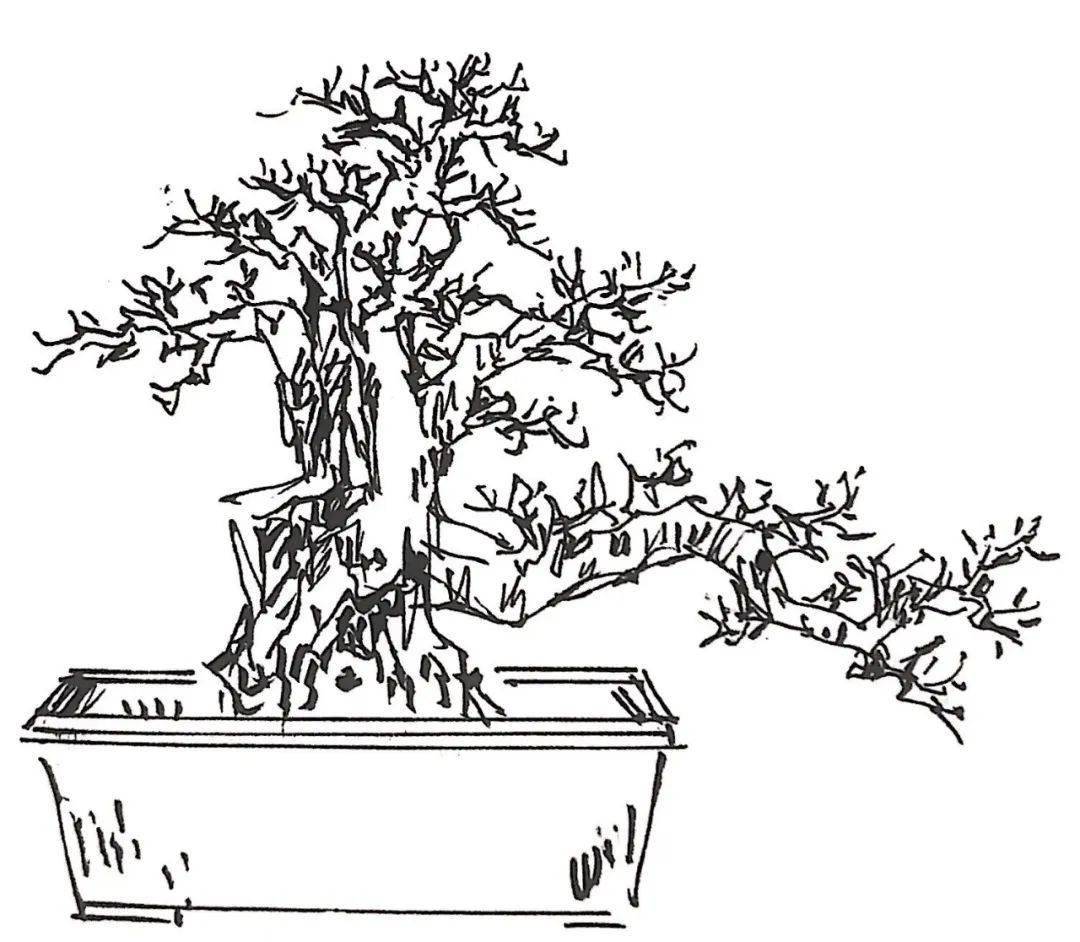 围着罗汉松桩材左端详右琢磨,想下手先模仿罗汉松造型秘笈!