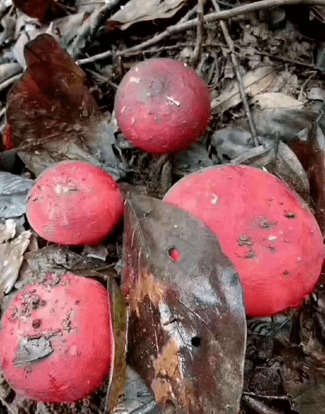 满山红与红菇的图片图片