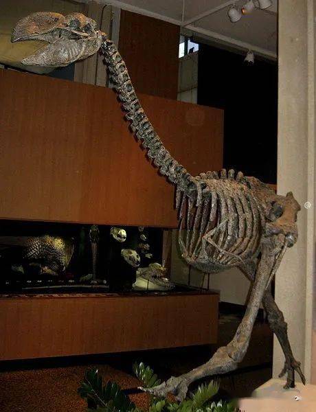 雷啸鸟有一个巨大的喙及颚骨,虽然它们像巨型的鸸鹋,但其实较为接近鹅