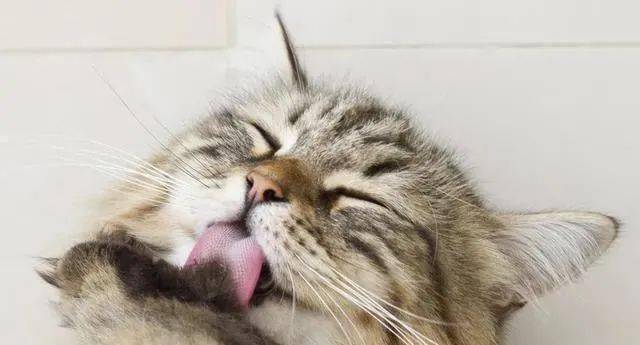 6,猫咪舔鼻头重要事情:我在保持鼻子湿润,渴了猫咪会偶尔舔自己的鼻子