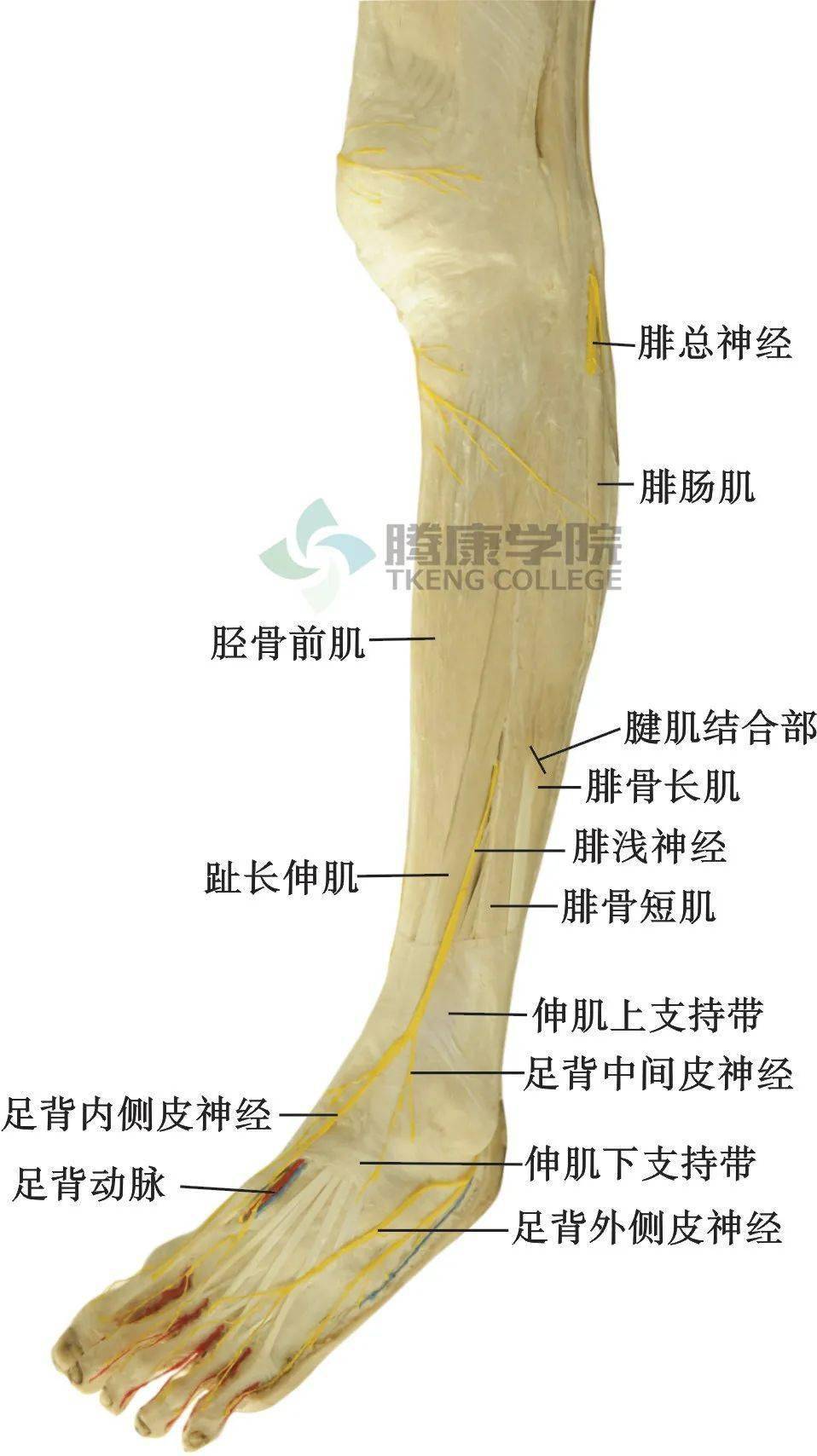 胫骨前肌位置图图片