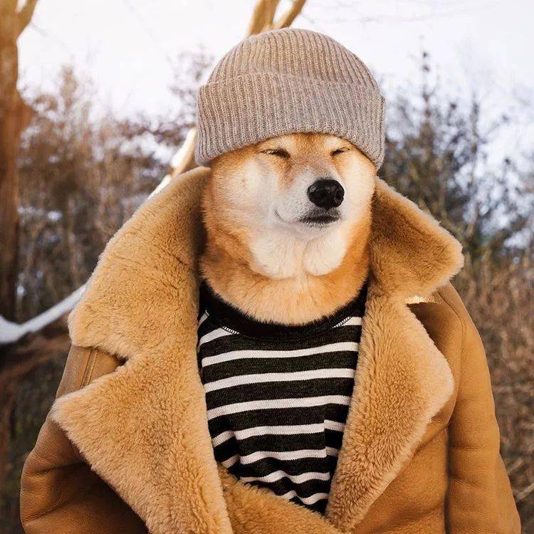 4岁柴犬已经开始代言阿迪达斯了_衣服