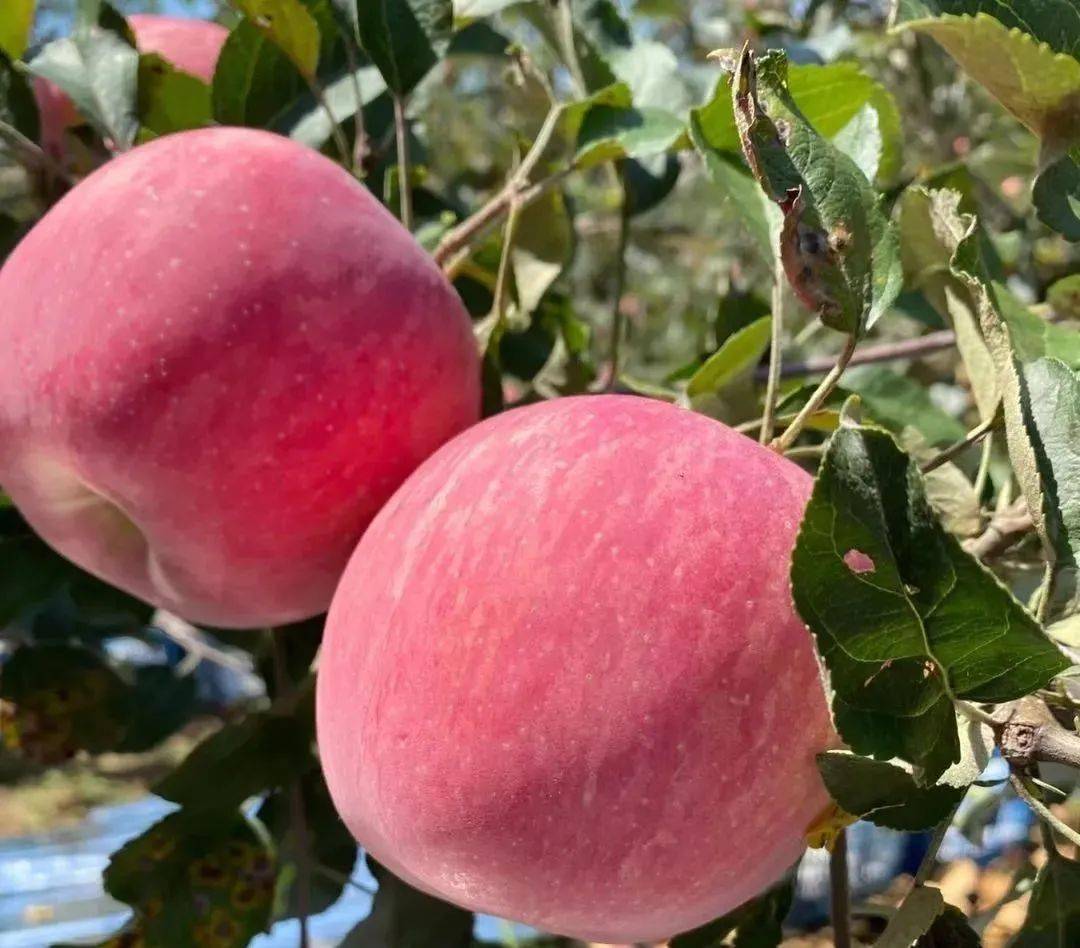 基地直采丨山西临猗中秋王苹果新鲜下树惊爆预售价开始预售啦