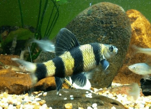 它俗称花石鲫却不是鲫鱼,体小好动且贪食_肌肉