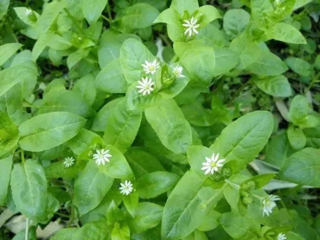 王不留行,寶蓋草,野老鸛草,泥胡菜,通泉草,大巢菜,空心蓮子草,鐵莧菜