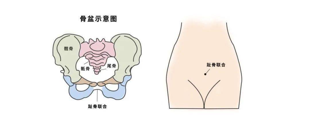 排空膀胱,平躺在床上,测量耻骨联合处上方至子宫底之间的长度