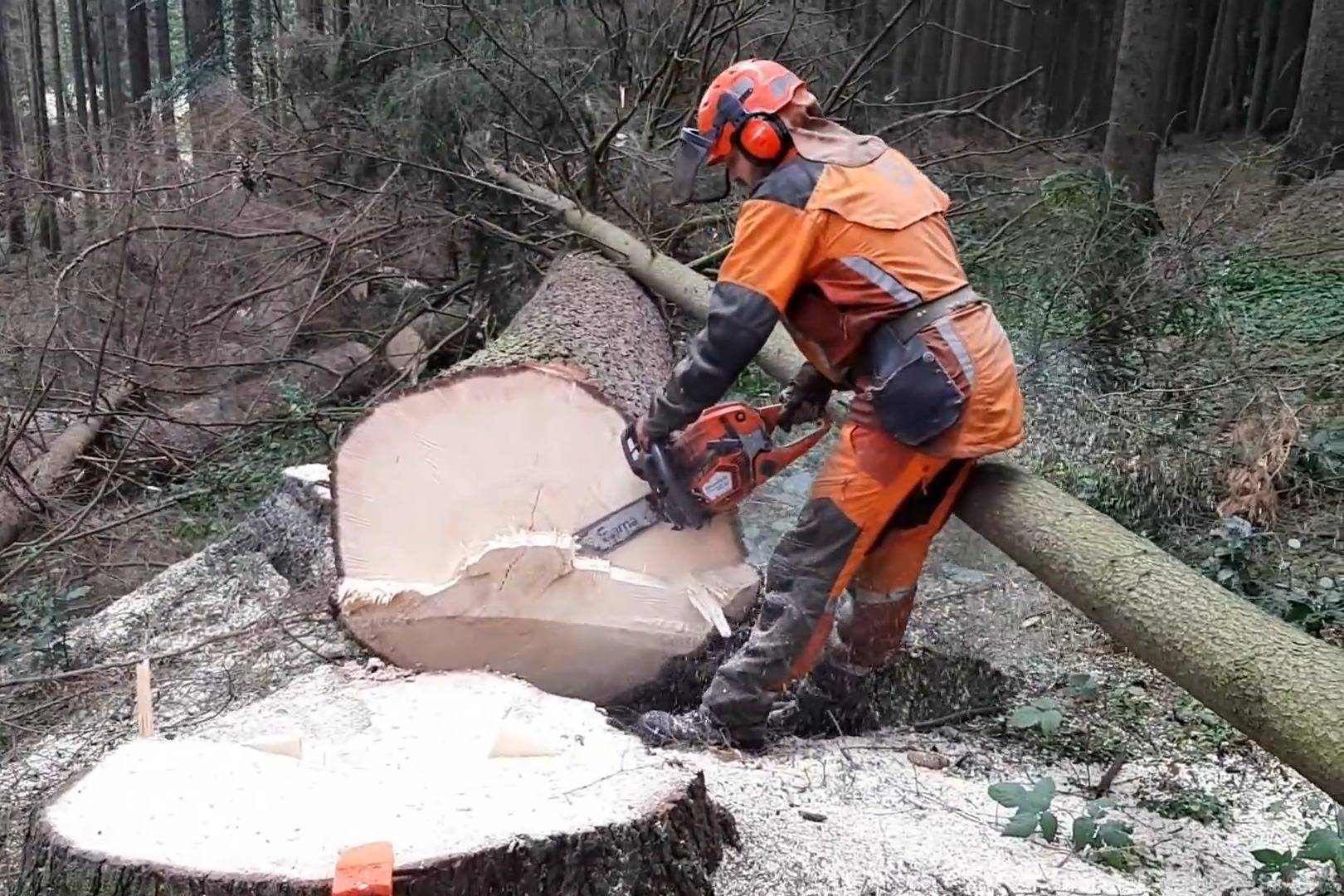 一个人怎么砍到一棵大树大树被砍到的瞬间太震撼了